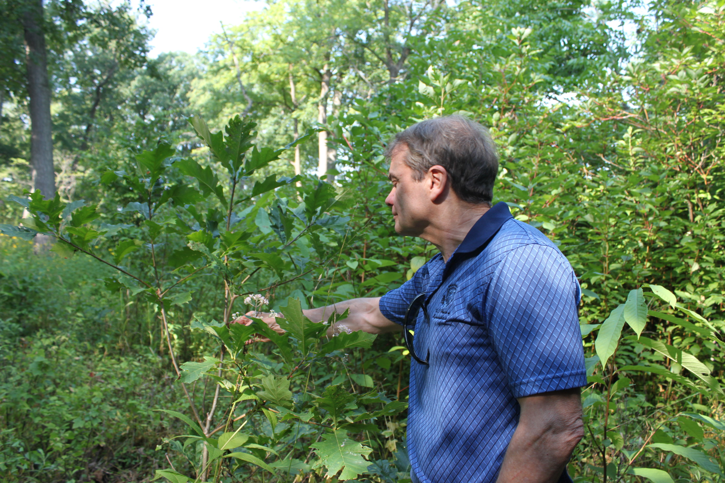 Native Plants